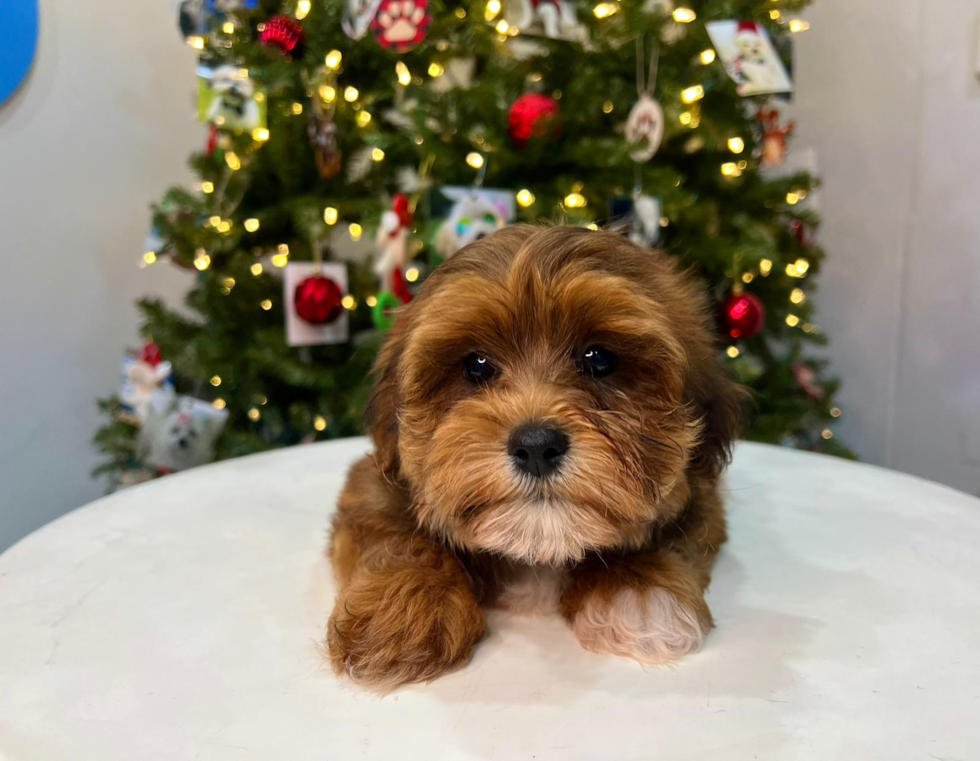 Cute Shih Poo Baby