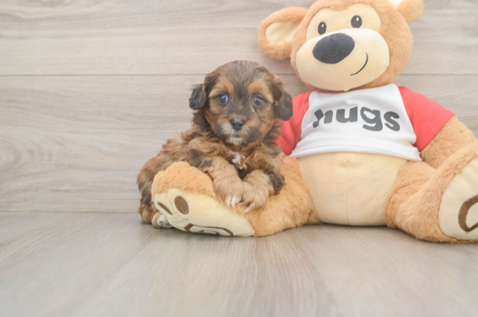 5 week old Shih Poo Puppy For Sale - Puppy Love PR