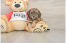 Sweet Shih Poo Baby