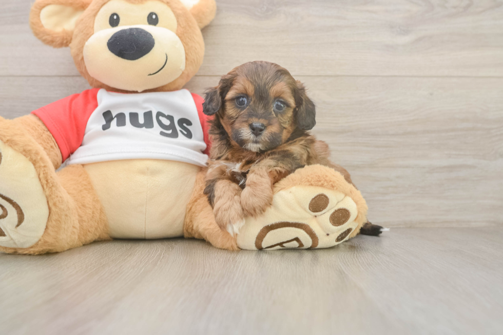 Sweet Shih Poo Baby