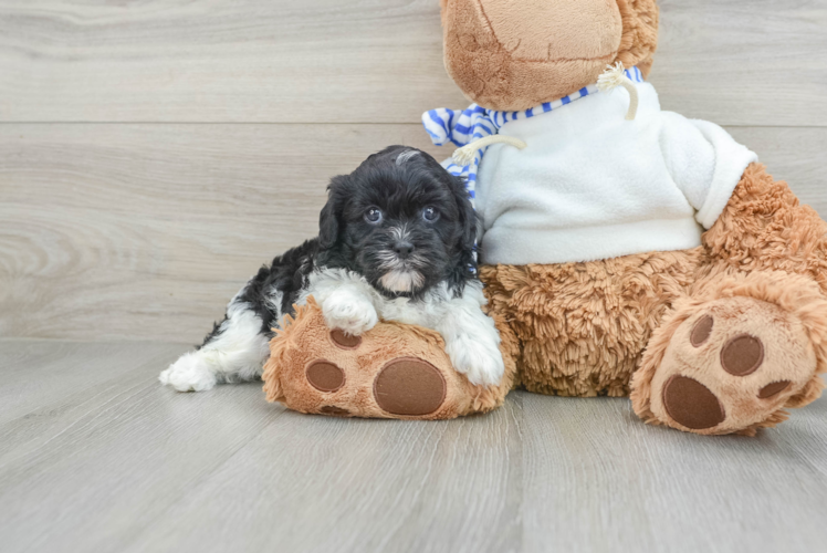 Popular Shih Poo Poodle Mix Pup