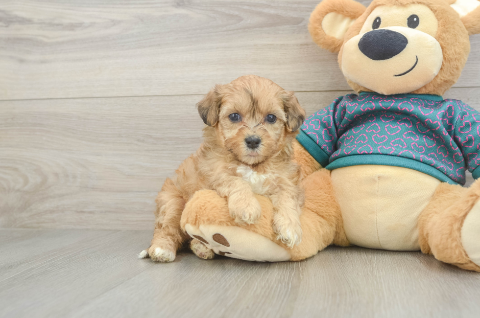 5 week old Shih Poo Puppy For Sale - Puppy Love PR