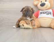 9 week old Shih Poo Puppy For Sale - Puppy Love PR