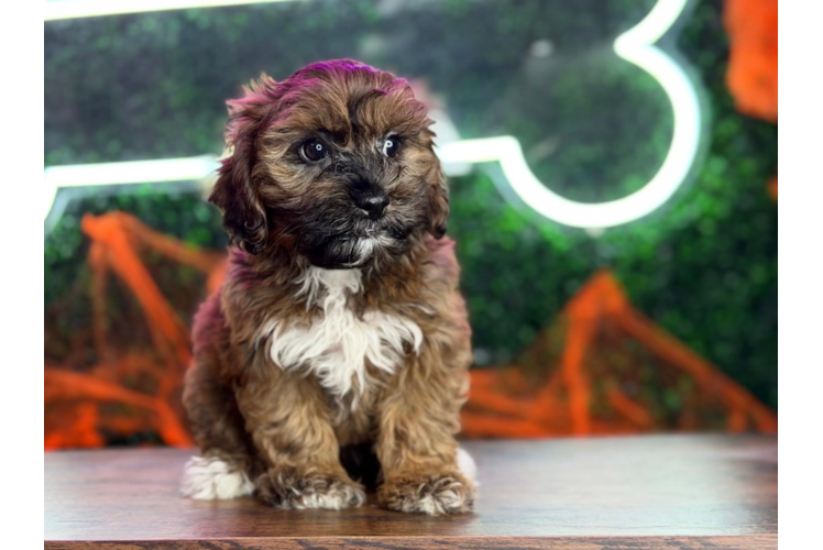 Shih Poo Puppy for Adoption