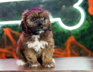 9 week old Shih Poo Puppy For Sale - Puppy Love PR