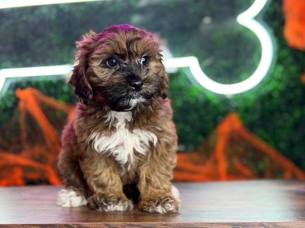 Shih Poo Puppy for Adoption