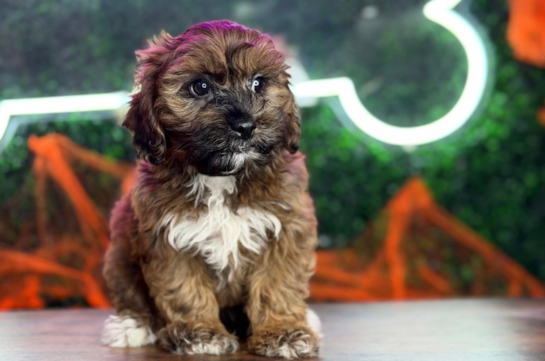 Shih Poo Puppy for Adoption