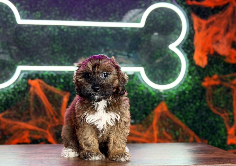 Shih Poo Pup Being Cute