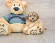 8 week old Shih Poo Puppy For Sale - Puppy Love PR