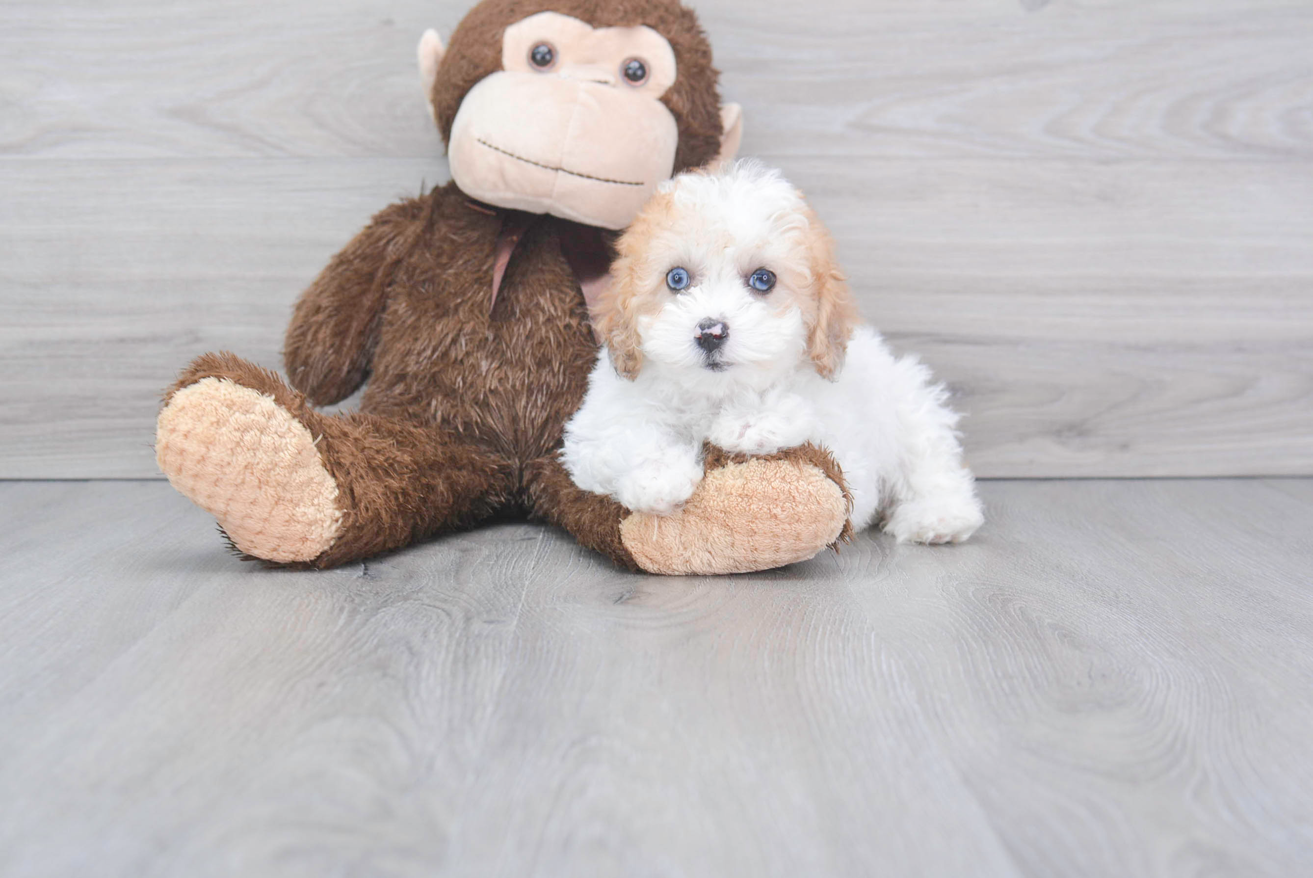 Cute Poodle Baby
