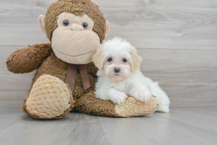 Adorable Shih Poo Poodle Mix Puppy