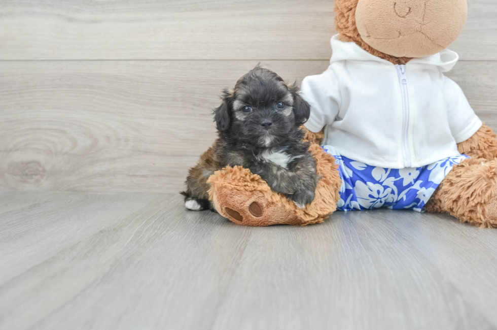 5 week old Shih Poo Puppy For Sale - Puppy Love PR
