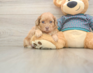 5 week old Shih Poo Puppy For Sale - Puppy Love PR