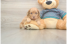 Shih Poo Pup Being Cute