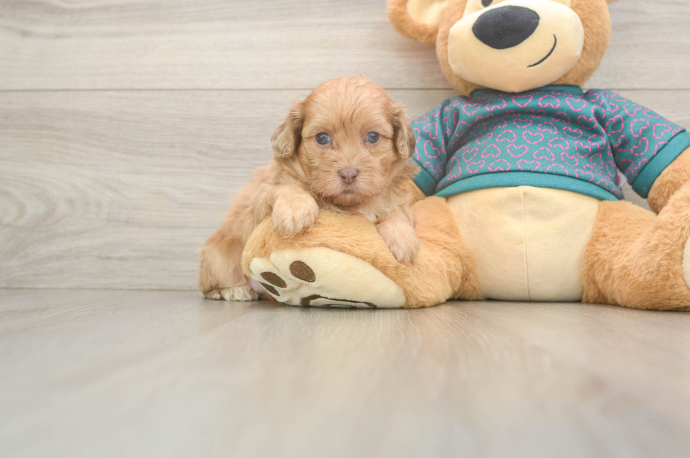 5 week old Shih Poo Puppy For Sale - Puppy Love PR