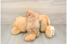 Hypoallergenic Shihpoo Poodle Mix Puppy
