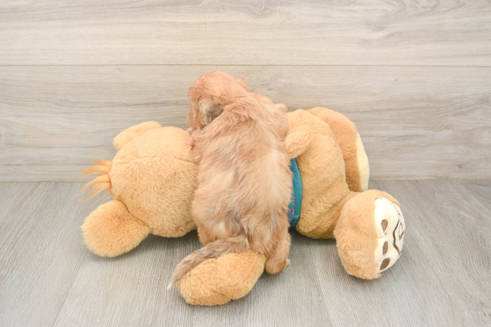 Hypoallergenic Shihpoo Poodle Mix Puppy