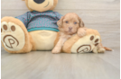 Petite Shih Poo Poodle Mix Pup
