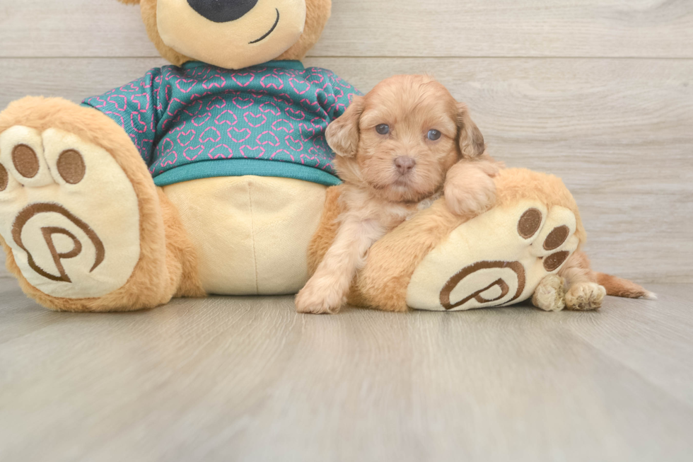 Petite Shih Poo Poodle Mix Pup