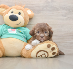 9 week old Shih Poo Puppy For Sale - Puppy Love PR
