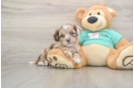 Shih Poo Puppy for Adoption