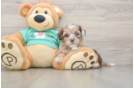 Funny Shih Poo Poodle Mix Pup