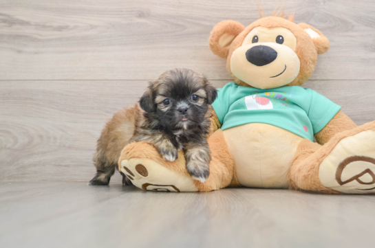 ADAM, a Shih Tzu littermate