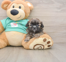 5 week old Shih Tzu Puppy For Sale - Puppy Love PR