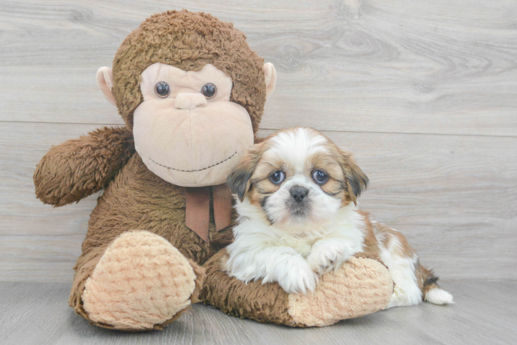 Meet Aiden - our Shih Tzu Puppy Photo 1/3 - Puppy Love PR Best Shih Tzu Baby