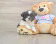 6 week old Shih Tzu Puppy For Sale - Puppy Love PR
