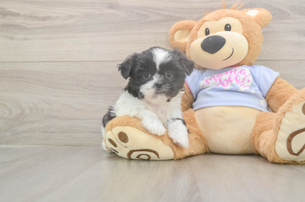 6 week old Shih Tzu Puppy For Sale - Puppy Love PR