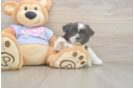 Shih Tzu Puppy for Adoption