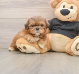 5 week old Shih Tzu Puppy For Sale - Puppy Love PR