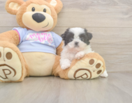6 week old Shih Tzu Puppy For Sale - Puppy Love PR