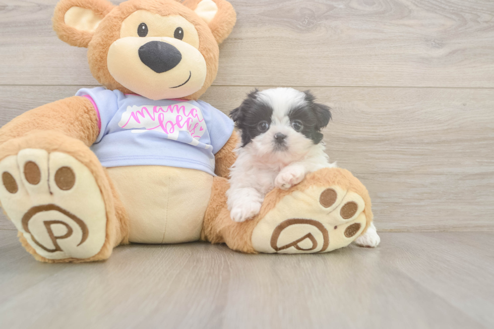Shih Tzu Pup Being Cute