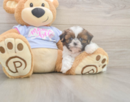6 week old Shih Tzu Puppy For Sale - Puppy Love PR