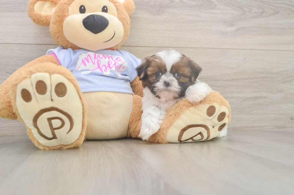 6 week old Shih Tzu Puppy For Sale - Puppy Love PR