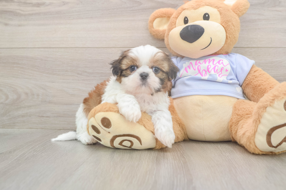 Best Shih Tzu Baby