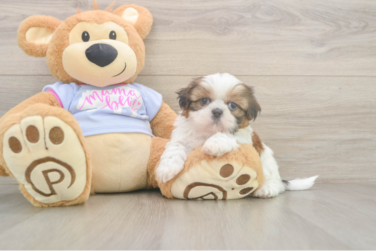 Akc Registered Shih Tzu Baby