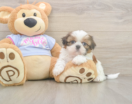 6 week old Shih Tzu Puppy For Sale - Puppy Love PR
