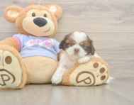 6 week old Shih Tzu Puppy For Sale - Puppy Love PR