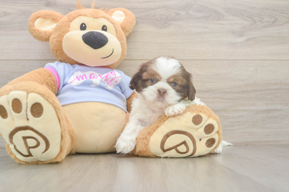 5 week old Shih Tzu Puppy For Sale - Puppy Love PR