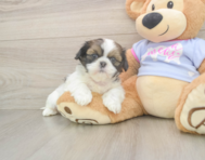 6 week old Shih Tzu Puppy For Sale - Puppy Love PR