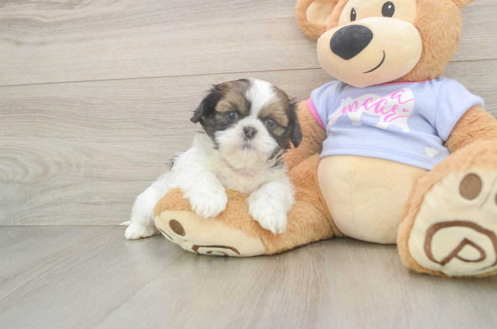 5 week old Shih Tzu Puppy For Sale - Puppy Love PR
