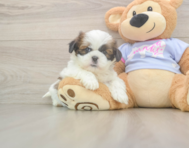 5 week old Shih Tzu Puppy For Sale - Puppy Love PR