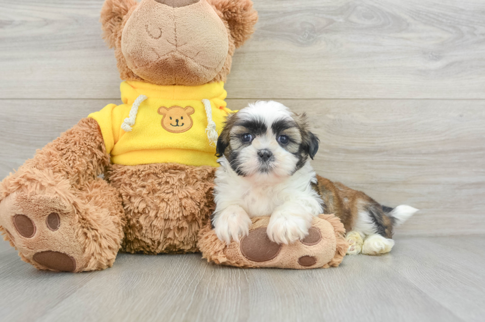 6 week old Shih Tzu Puppy For Sale - Puppy Love PR