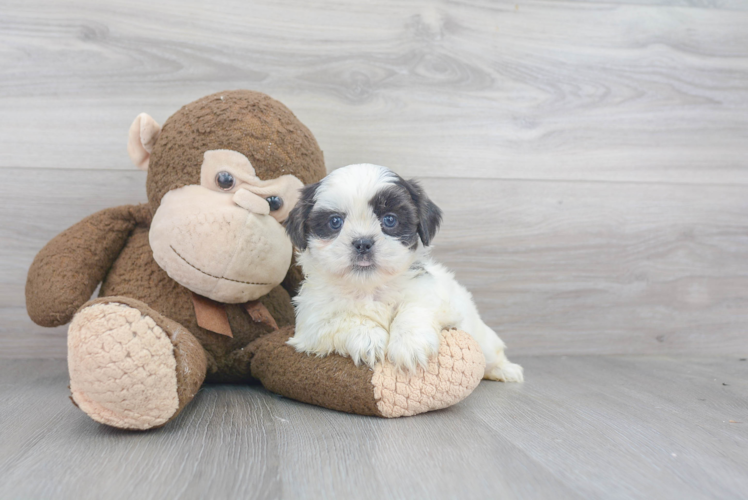 Meet Chandler - our Teddy Bear Puppy Photo 1/3 - Puppy Love PR Cute Teddy Bear Designer Pup