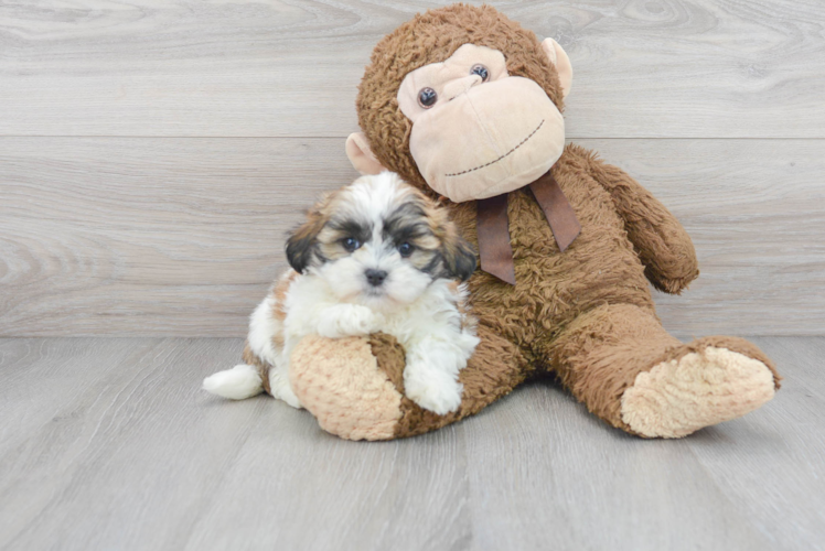 Cute Shitzu Purebred Puppy