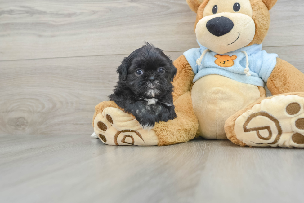 Shih Tzu Puppy for Adoption