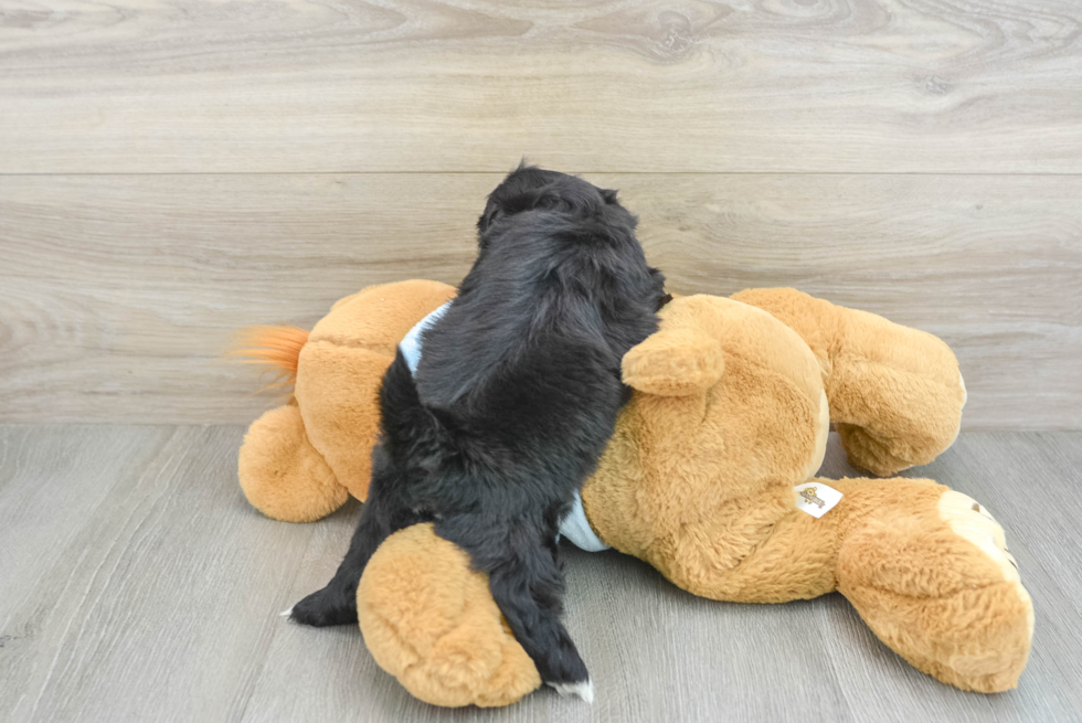 Popular Shih Tzu Baby